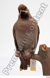 Bohemian waxwing Bombycilla garrulus whole body 0001.jpg